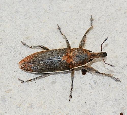 Réf. 281 262 : Lixus ochraceus